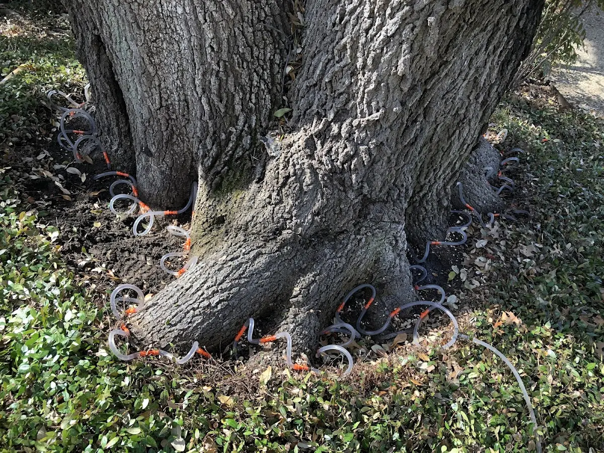 Detailed Tree Cabling and Bracing job site in Emery
